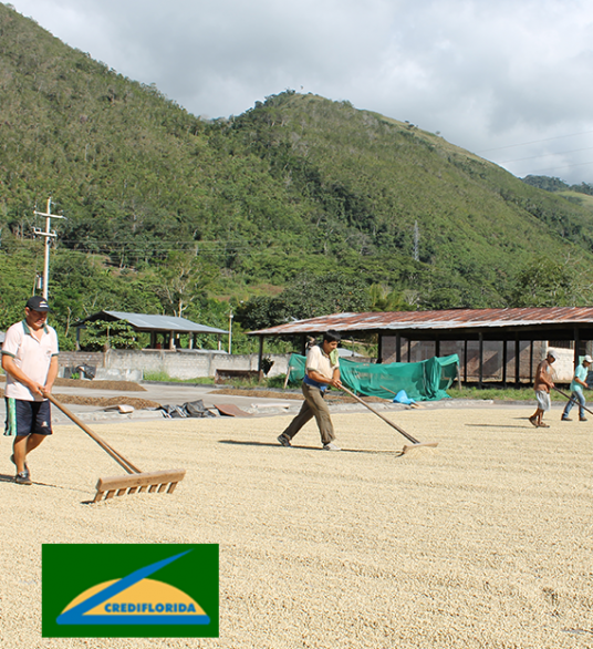 hommes ratissant le café
